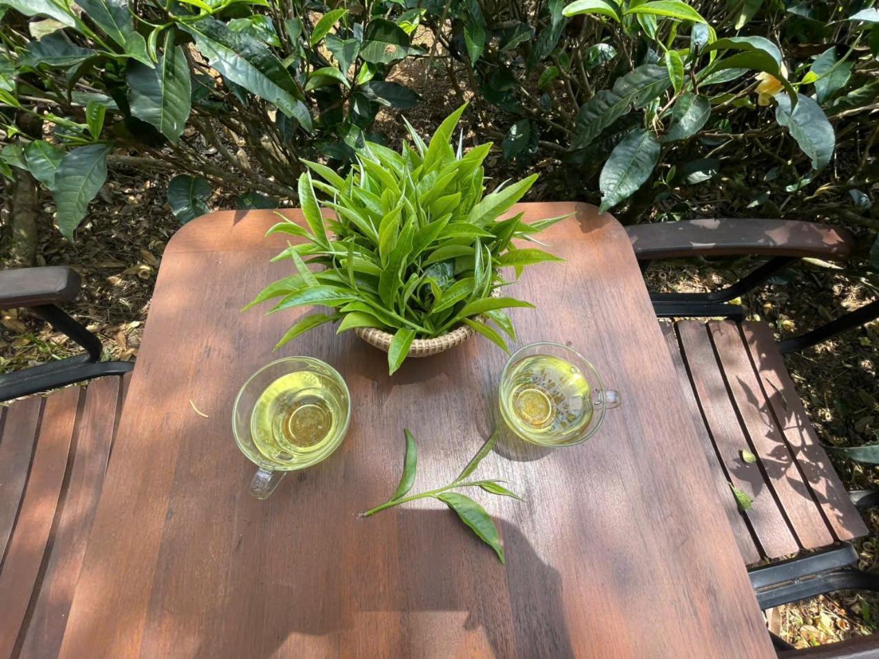 Tea Garden House Villa Bảo Lộc Eksteriør bilde