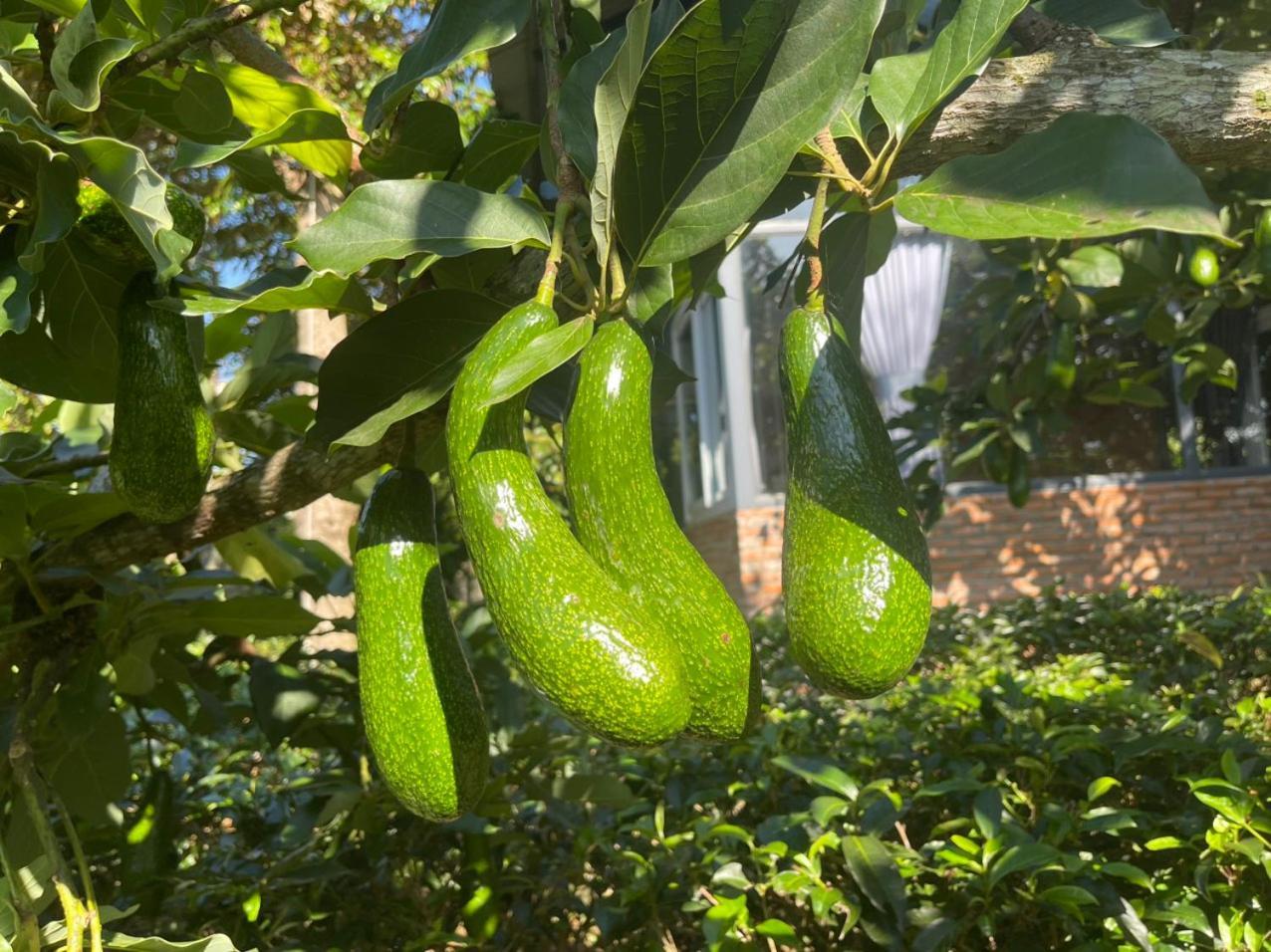 Tea Garden House Villa Bảo Lộc Eksteriør bilde